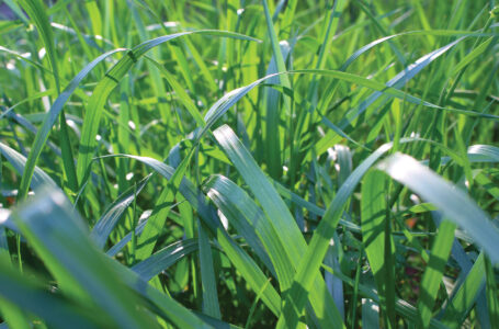 What’s Wrong with Tall Fescue Grass? Image